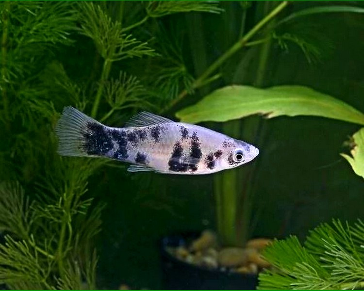 Panda Swordtail ~ 3cm